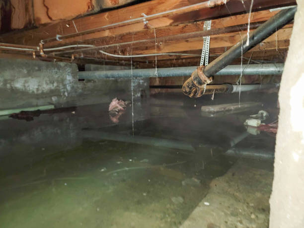Best Mold removal after water damage  in Longboat Key, FL